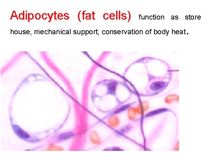 Adipocytes (fat cells) function as store . house, mechanical support, conservation of body heat