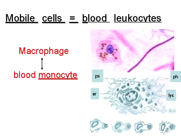 Mobile cells = blood leukocytes Macrophage blood monocyte ps er ph lys 