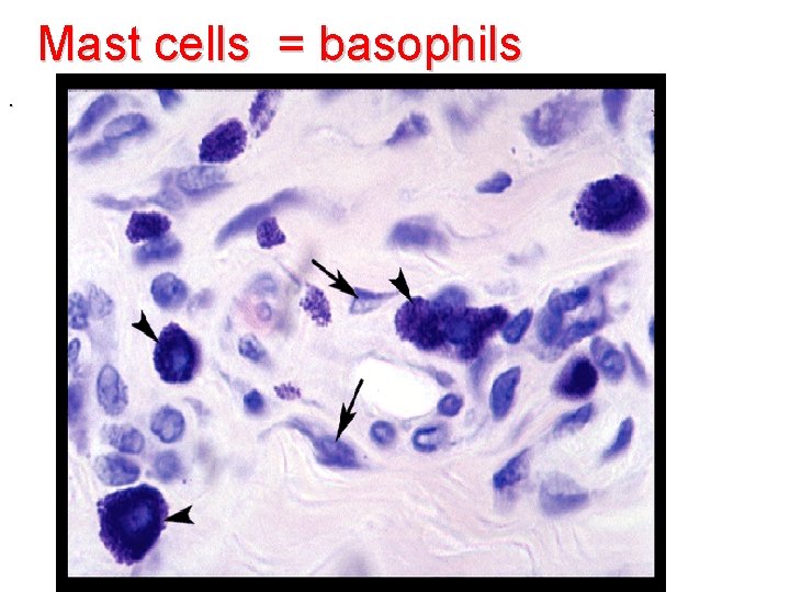 Mast cells = basophils. 