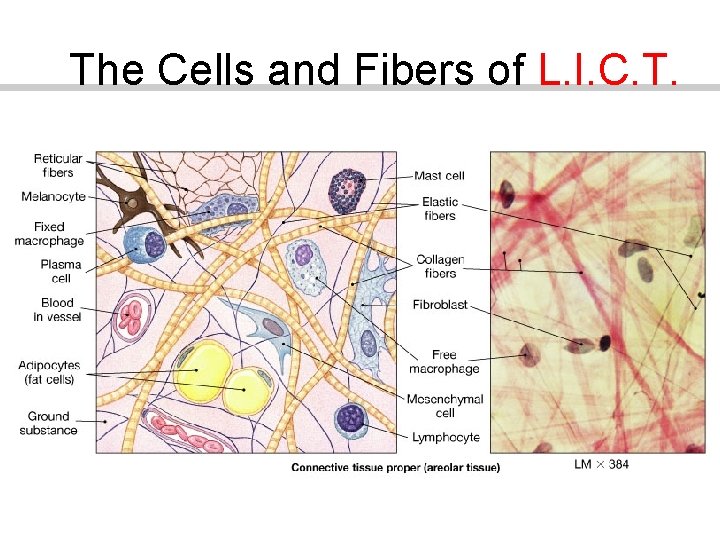 The Cells and Fibers of L. I. C. T. 
