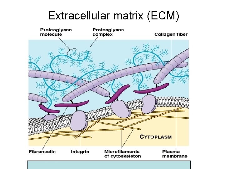 Extracellular matrix (ECM) 