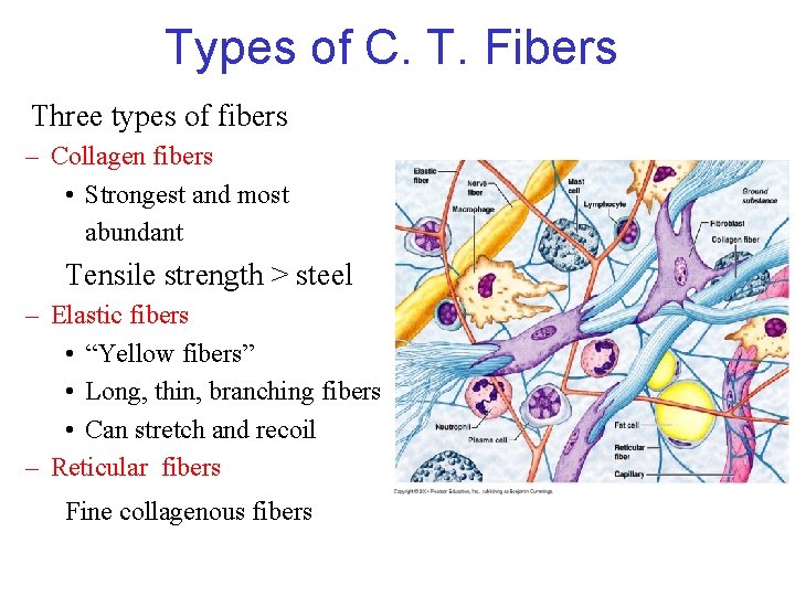 Types of C. T. Fibers Three types of fibers – Collagen fibers • Strongest