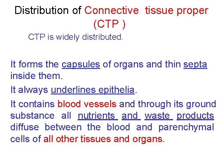 Distribution of Connective tissue proper (CTP ) CTP is widely distributed. It forms the