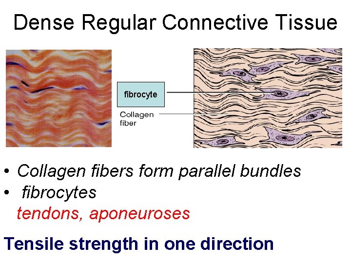 Dense Regular Connective Tissue fibrocyte • Collagen fibers form parallel bundles • fibrocytes tendons,