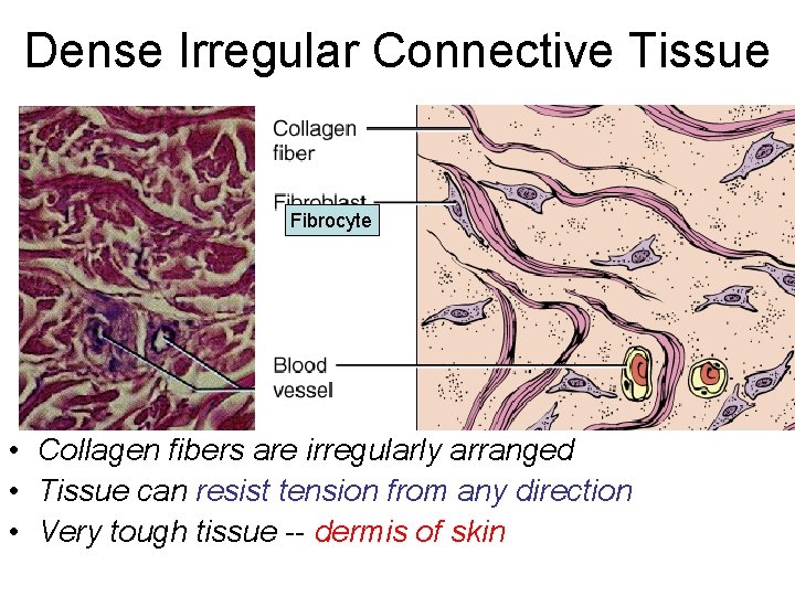 Dense Irregular Connective Tissue Fibrocyte • Collagen fibers are irregularly arranged • Tissue can