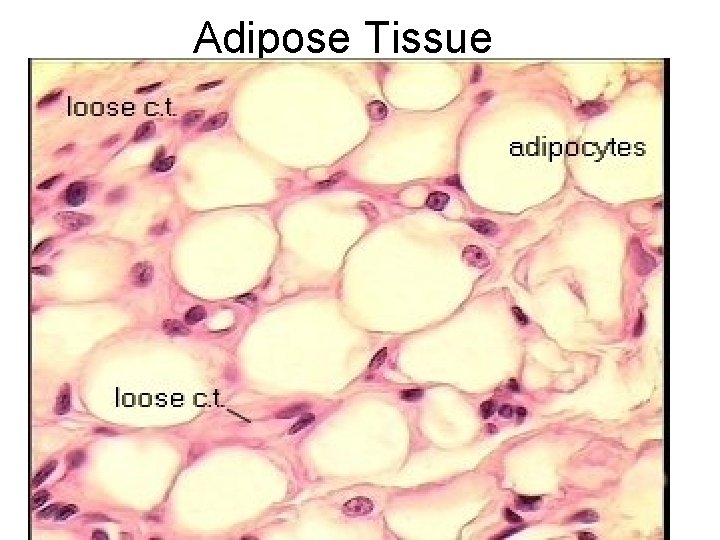 Adipose Tissue 