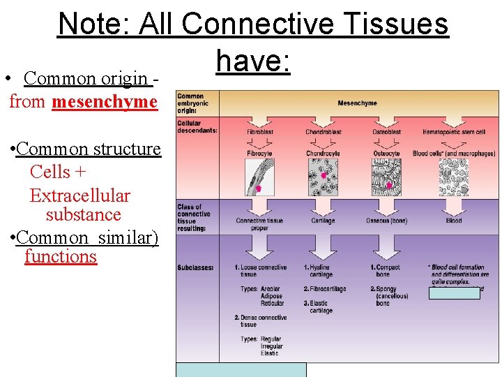 Note: All Connective Tissues have: Common origin - • from mesenchyme • Common structure
