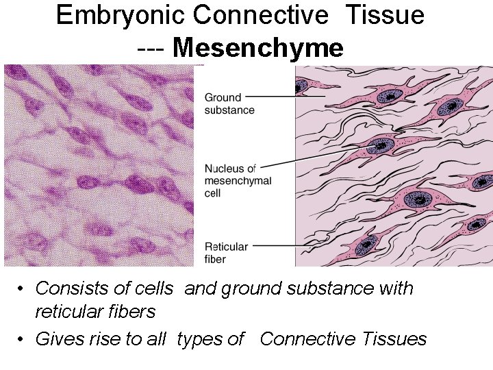 Embryonic Connective Tissue --- Mesenchyme • Consists of cells and ground substance with reticular