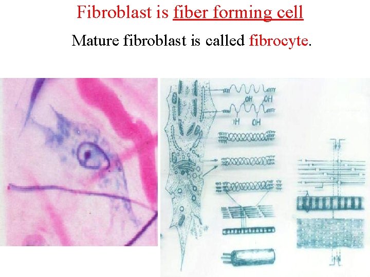 Fibroblast is fiber forming cell Mature fibroblast is called fibrocyte. 