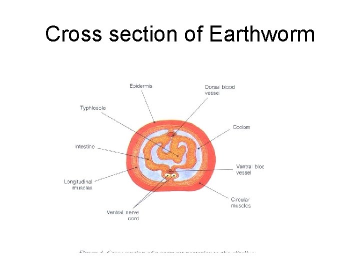 Cross section of Earthworm 