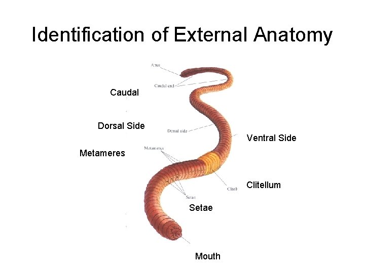 Identification of External Anatomy Caudal Dorsal Side Ventral Side Metameres Clitellum Setae Mouth 
