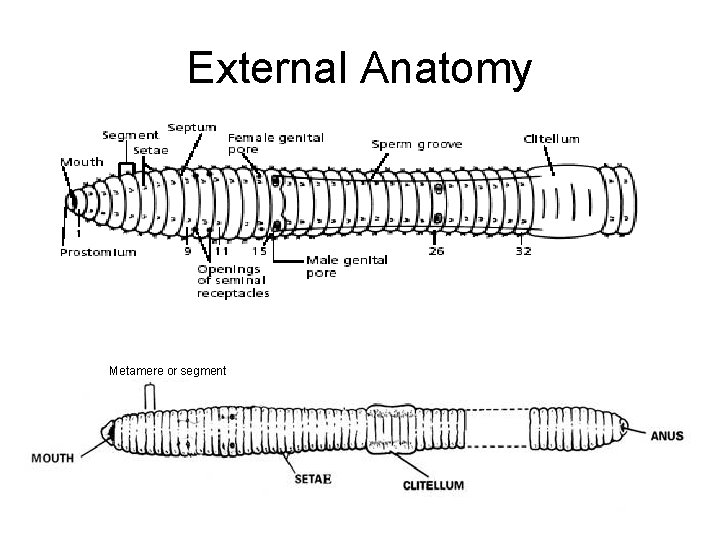 External Anatomy Metamere or segment 
