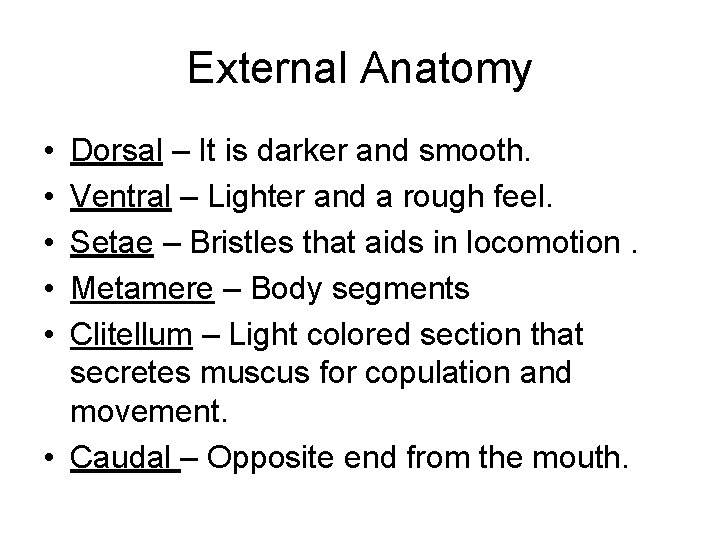 External Anatomy • • • Dorsal – It is darker and smooth. Ventral –