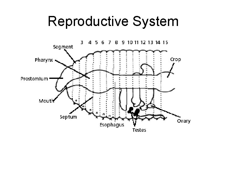 Reproductive System 