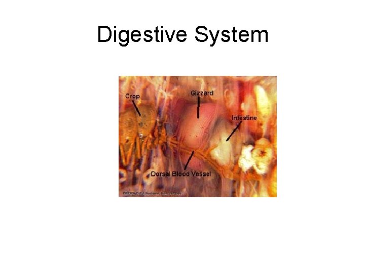 Digestive System 