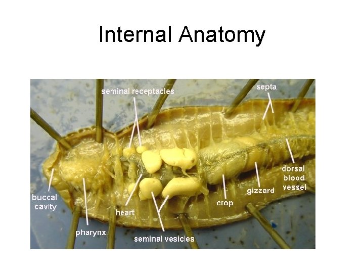 Internal Anatomy 