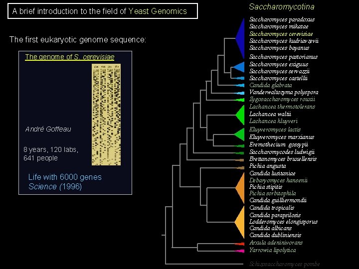 A brief introduction to the field of Yeast Genomics The first eukaryotic genome sequence: A brief introduction to the field of Yeast Genomics The first eukaryotic genome sequence:
