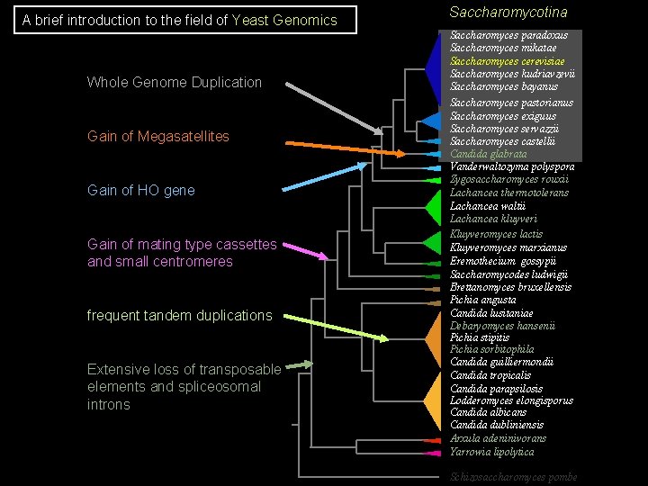 A brief introduction to the field of Yeast Genomics Whole Genome Duplication Gain of A brief introduction to the field of Yeast Genomics Whole Genome Duplication Gain of