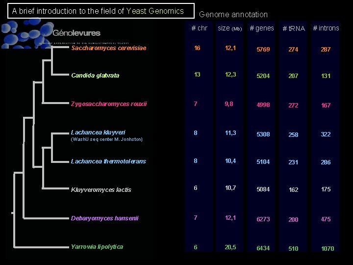 A brief introduction to the field of Yeast Genomics Genome annotation # chr size A brief introduction to the field of Yeast Genomics Genome annotation # chr size