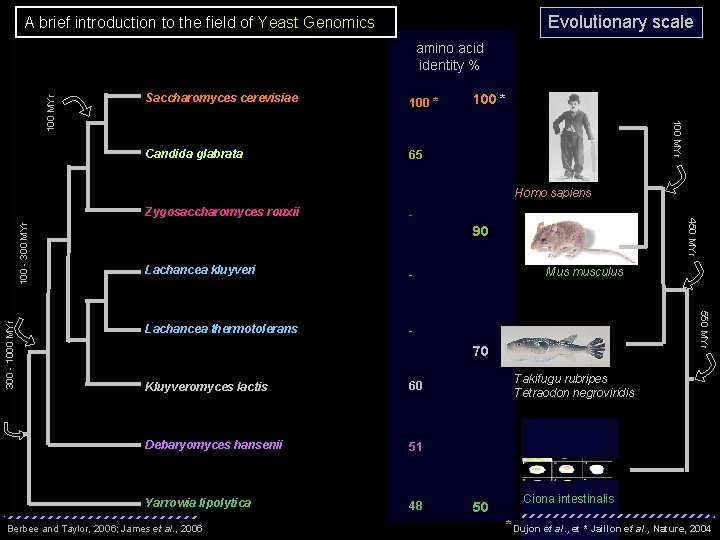 Evolutionary scale A brief introduction to the field of Yeast Genomics Saccharomyces cerevisiae 100 Evolutionary scale A brief introduction to the field of Yeast Genomics Saccharomyces cerevisiae 100