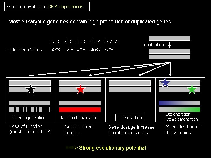Genome evolution: DNA duplications Most eukaryotic genomes contain high proportion of duplicated genes S. Genome evolution: DNA duplications Most eukaryotic genomes contain high proportion of duplicated genes S.