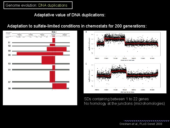 Genome evolution: DNA duplications Adaptative value of DNA duplications: Adaptation to sulfate-limited conditions in Genome evolution: DNA duplications Adaptative value of DNA duplications: Adaptation to sulfate-limited conditions in