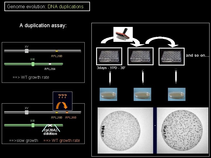 Genome evolution: DNA duplications A duplication assay: XV 3 days - YPD - 30° Genome evolution: DNA duplications A duplication assay: XV 3 days - YPD - 30°