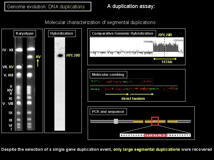 Genome evolution: DNA duplications A duplication assay: Molecular characterization of segmental duplications: Karyotype Hybridization Genome evolution: DNA duplications A duplication assay: Molecular characterization of segmental duplications: Karyotype Hybridization