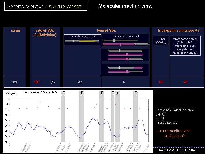 Genome evolution: DNA duplications strain REPLICATION WT pol 32∆ time (min) rate of SDs Genome evolution: DNA duplications strain REPLICATION WT pol 32∆ time (min) rate of SDs