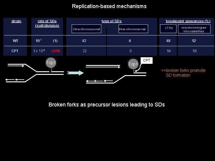 Replication-based mechanisms strain rate of SDs (/cell/division) type of SDs Intra-chromosomal breakpoint sequences (%) Replication-based mechanisms strain rate of SDs (/cell/division) type of SDs Intra-chromosomal breakpoint sequences (%)