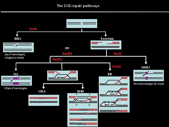 The DSB repair pathways Dnl 4 NHEJ Resection HR Rad 52 pas d’homologies, religature The DSB repair pathways Dnl 4 NHEJ Resection HR Rad 52 pas d’homologies, religature