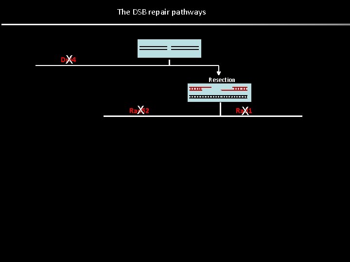 The DSB repair pathways Dnl 4 X Resection Rad 52 X Rad 1 X The DSB repair pathways Dnl 4 X Resection Rad 52 X Rad 1 X