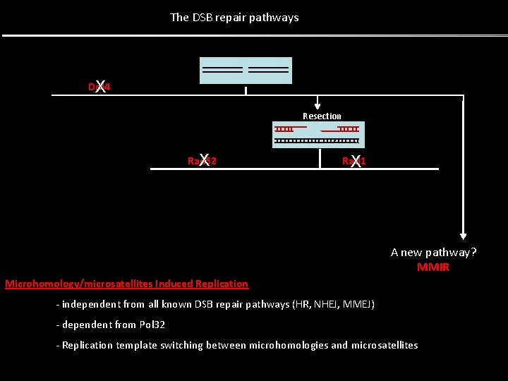 The DSB repair pathways Dnl 4 X Resection Rad 52 X Rad 1 X The DSB repair pathways Dnl 4 X Resection Rad 52 X Rad 1 X