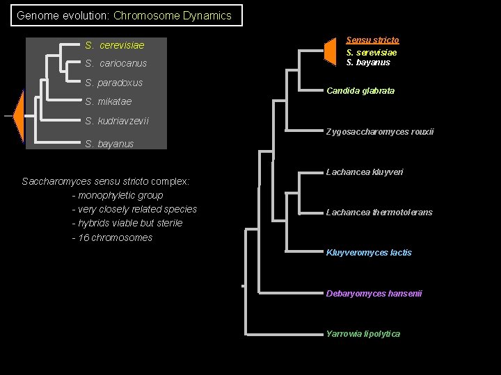 Genome evolution: Chromosome Dynamics S. cerevisiae S. cariocanus S. paradoxus Sensu stricto S. serevisiae Genome evolution: Chromosome Dynamics S. cerevisiae S. cariocanus S. paradoxus Sensu stricto S. serevisiae