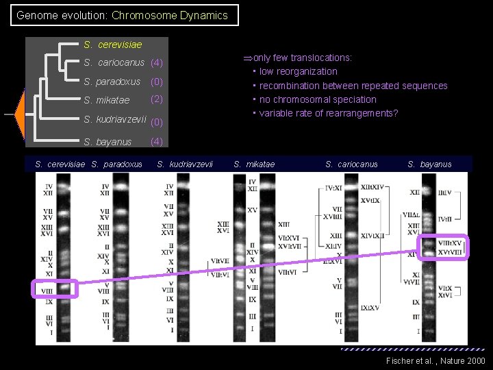 Genome evolution: Chromosome Dynamics S. cerevisiae S. cariocanus (4) S. paradoxus (0) S. mikatae Genome evolution: Chromosome Dynamics S. cerevisiae S. cariocanus (4) S. paradoxus (0) S. mikatae