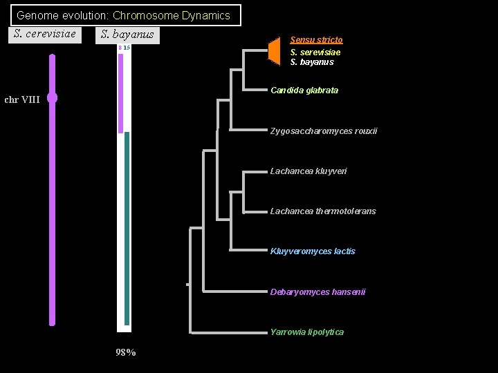 Genome evolution: Chromosome Dynamics S. cerevisiae S. bayanus 8 15 C. glabrata 1 4 Genome evolution: Chromosome Dynamics S. cerevisiae S. bayanus 8 15 C. glabrata 1 4