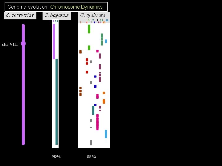 Genome evolution: Chromosome Dynamics S. cerevisiae S. bayanus 8 15 C. glabrata 1 4 Genome evolution: Chromosome Dynamics S. cerevisiae S. bayanus 8 15 C. glabrata 1 4