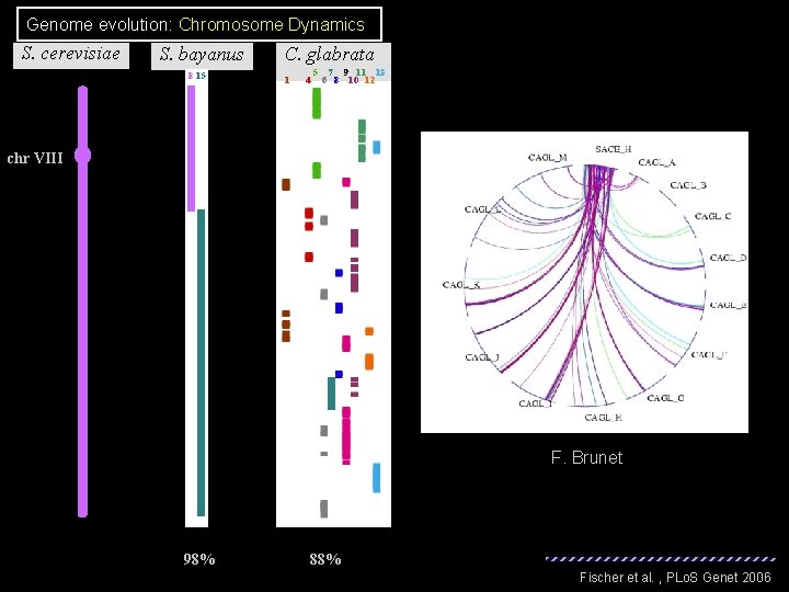 Genome evolution: Chromosome Dynamics S. cerevisiae S. bayanus 8 15 C. glabrata 1 4 Genome evolution: Chromosome Dynamics S. cerevisiae S. bayanus 8 15 C. glabrata 1 4