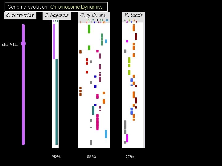 Genome evolution: Chromosome Dynamics S. cerevisiae S. bayanus 8 15 C. glabrata 1 4 Genome evolution: Chromosome Dynamics S. cerevisiae S. bayanus 8 15 C. glabrata 1 4