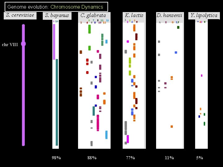 Genome evolution: Chromosome Dynamics S. cerevisiae S. bayanus 8 15 C. glabrata 1 4 Genome evolution: Chromosome Dynamics S. cerevisiae S. bayanus 8 15 C. glabrata 1 4
