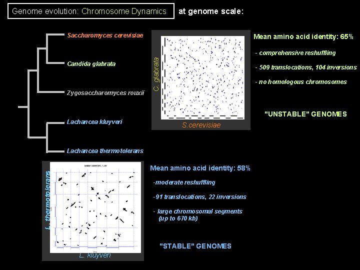 Genome evolution: Chromosome Dynamics at genome scale: Saccharomyces cerevisiae Mean amino acid identity: 65% Genome evolution: Chromosome Dynamics at genome scale: Saccharomyces cerevisiae Mean amino acid identity: 65%