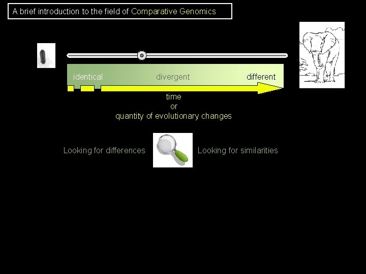 A brief introduction to the field of Comparative Genomics identical divergent different time or A brief introduction to the field of Comparative Genomics identical divergent different time or