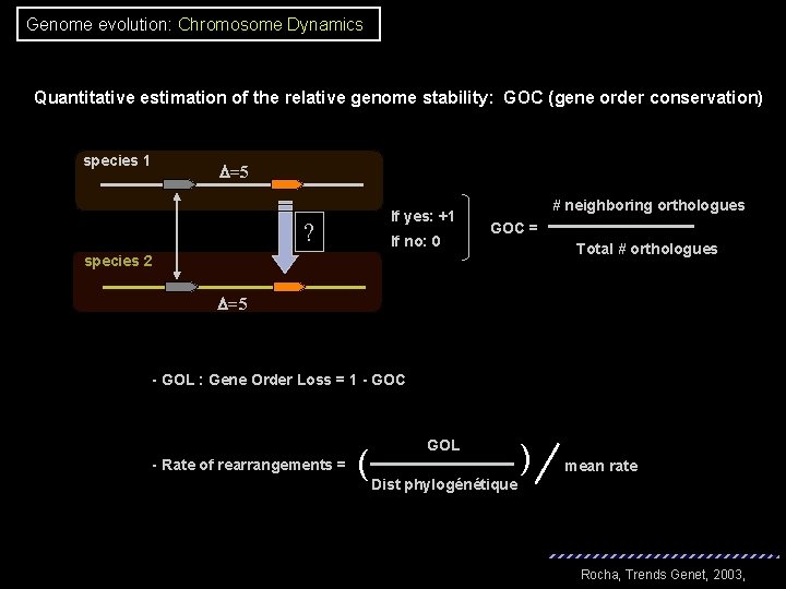 Genome evolution: Chromosome Dynamics Quantitative estimation of the relative genome stability: GOC (gene order Genome evolution: Chromosome Dynamics Quantitative estimation of the relative genome stability: GOC (gene order