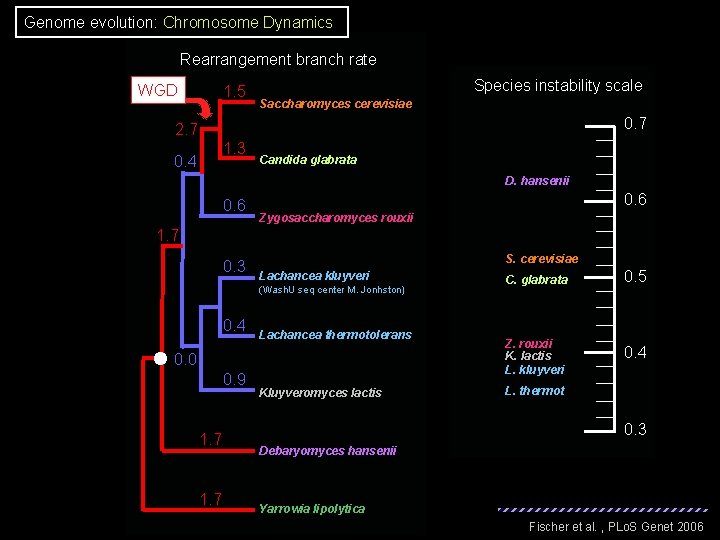 Genome evolution: Chromosome Dynamics Rearrangement branch rate WGD 1. 5 Species instability scale Saccharomyces Genome evolution: Chromosome Dynamics Rearrangement branch rate WGD 1. 5 Species instability scale Saccharomyces
