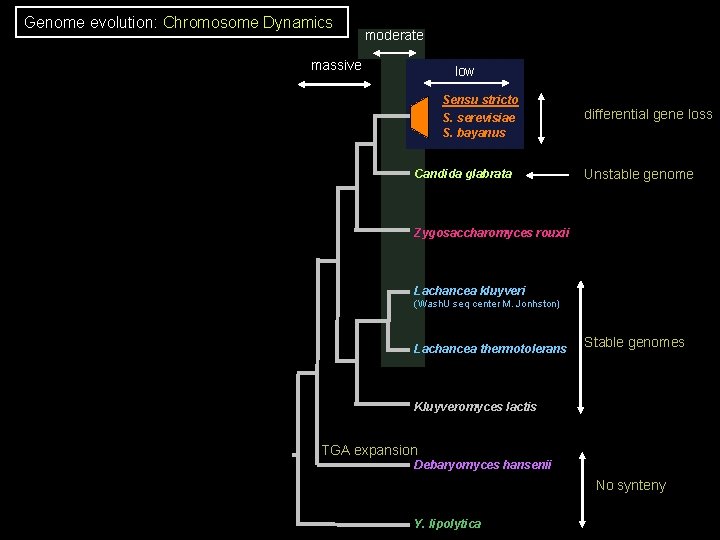 Genome evolution: Chromosome Dynamics moderate massive low Sensu stricto S. serevisiae S. bayanus Candida Genome evolution: Chromosome Dynamics moderate massive low Sensu stricto S. serevisiae S. bayanus Candida