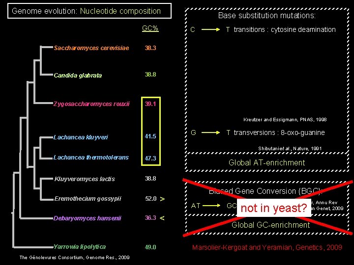 Genome evolution: Nucleotide composition GC% Saccharomyces cerevisiae 38. 3 Candida glabrata 38. 8 Zygosaccharomyces Genome evolution: Nucleotide composition GC% Saccharomyces cerevisiae 38. 3 Candida glabrata 38. 8 Zygosaccharomyces