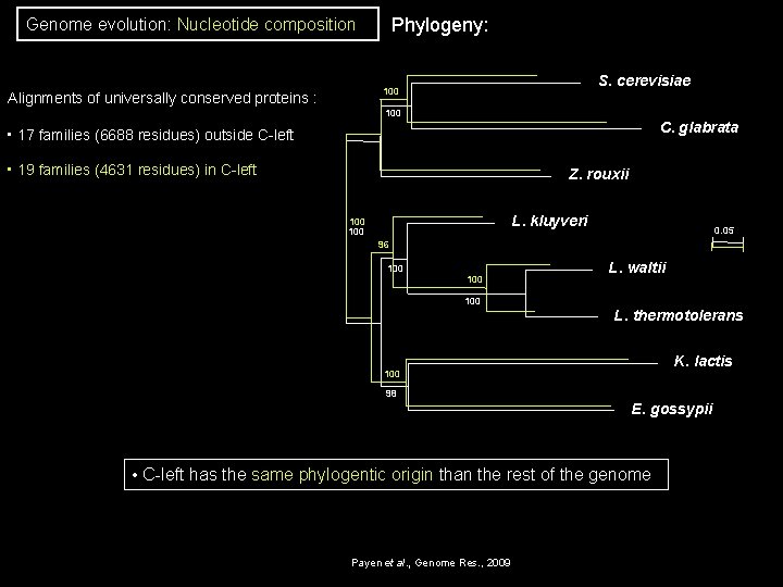 Phylogeny: Genome evolution: Nucleotide composition S. cerevisiae 100 Alignments of universally conserved proteins : Phylogeny: Genome evolution: Nucleotide composition S. cerevisiae 100 Alignments of universally conserved proteins :