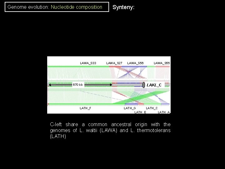 Genome evolution: Nucleotide composition LAWA_S 33 670 kb LATH_F Synteny: LAWA_S 27 LAWA_S 56 Genome evolution: Nucleotide composition LAWA_S 33 670 kb LATH_F Synteny: LAWA_S 27 LAWA_S 56
