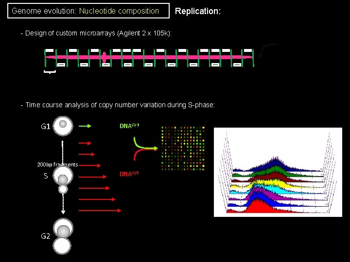 Genome evolution: Nucleotide composition Replication: - Design of custom microarrays (Agilent 2 x 105 Genome evolution: Nucleotide composition Replication: - Design of custom microarrays (Agilent 2 x 105