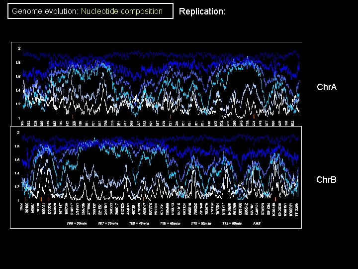 Genome evolution: Nucleotide composition Replication: Chr. A Chr. B Genome evolution: Nucleotide composition Replication: Chr. A Chr. B